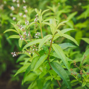 Lemon Verbena (Lemon sherbet scented leaves)