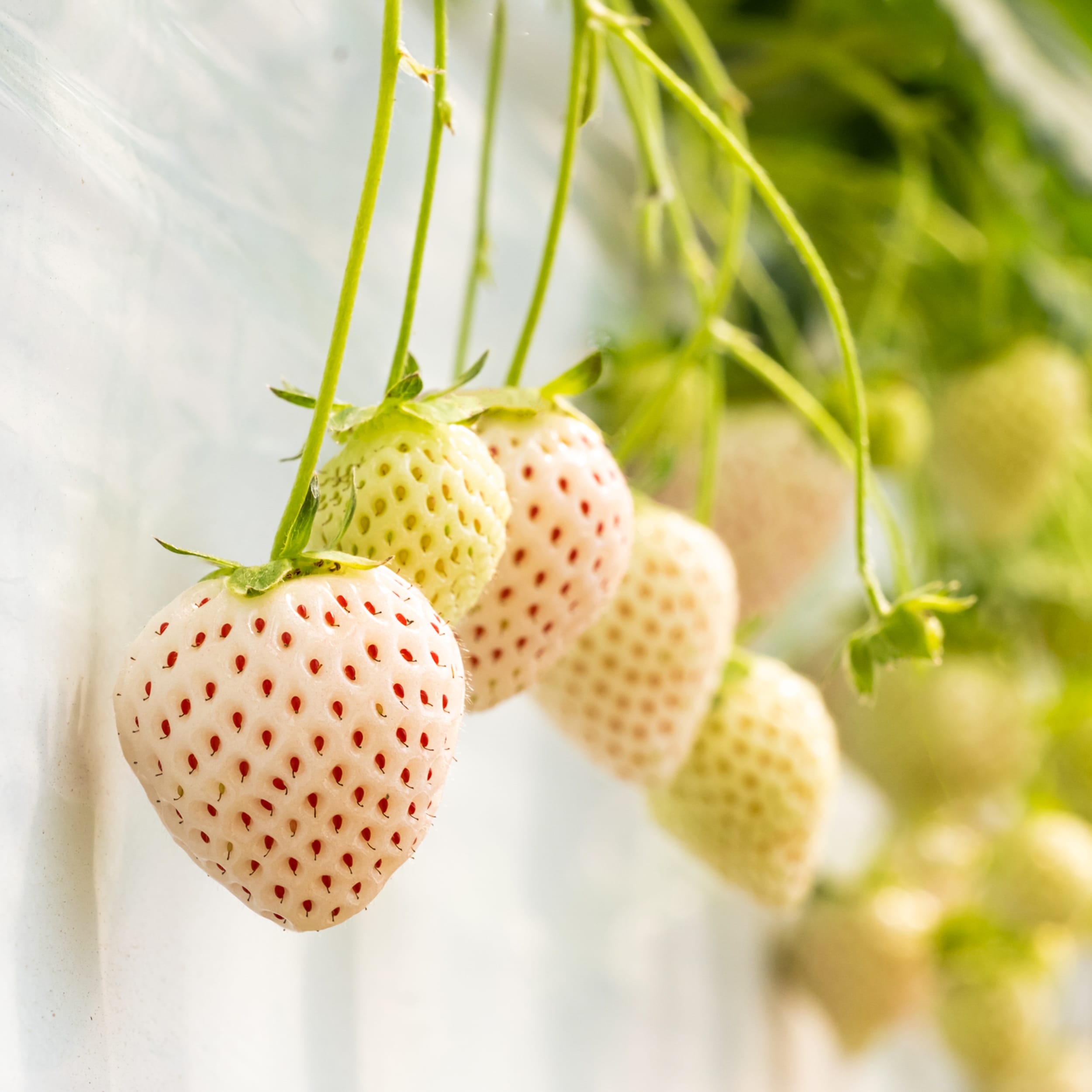 Pineberry (White pineapple flavoured strawberies)