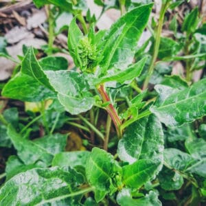 Sea Beet (Perennial spinach alternative)