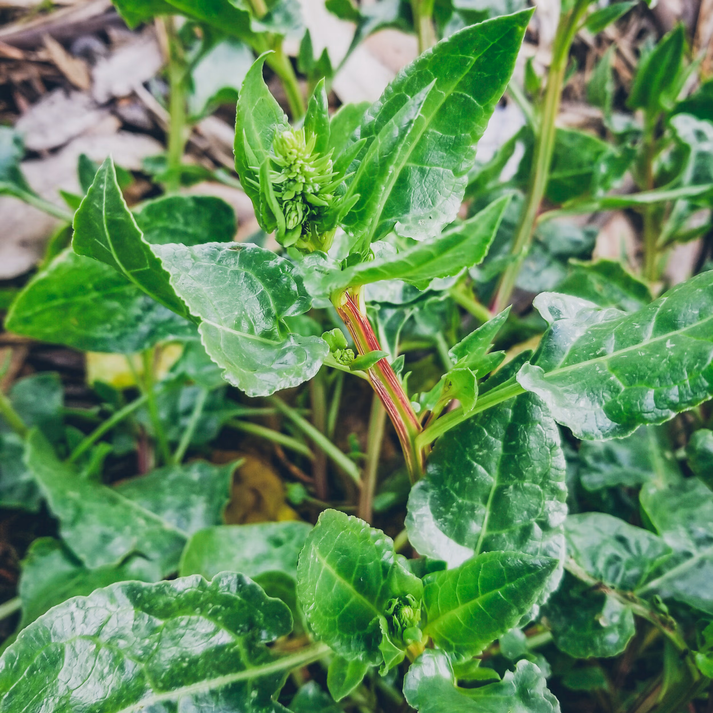 Sea Beet (Perennial spinach alternative)