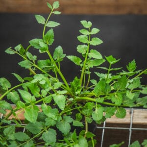 Fool's Cress (Perennial Salad Leaf)