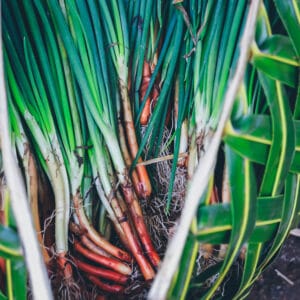 Welsh Onion 'Red' (Perennial Spring Onion)
