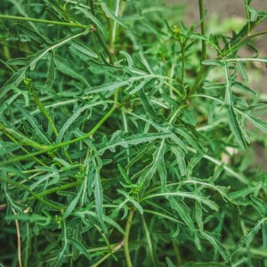 Perennial Wall Rocket (Perennial salad leaves)
