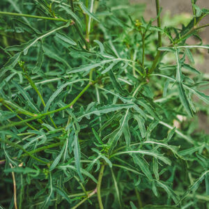 Perennial Wall Rocket (Perennial salad leaves)
