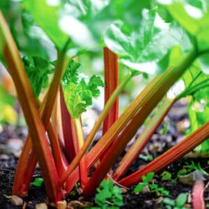 Rhubarb 'Glaskin's Perpetual' (Low Oxalic Acid/Longer Season)