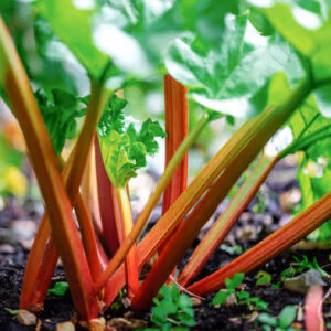 Rhubarb 'Glaskin's Perpetual' (Long Harvest Season)