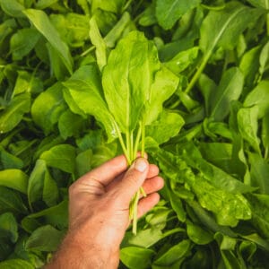 Belleville Sorrel Perennial (Culinary Citrusy Leaves)