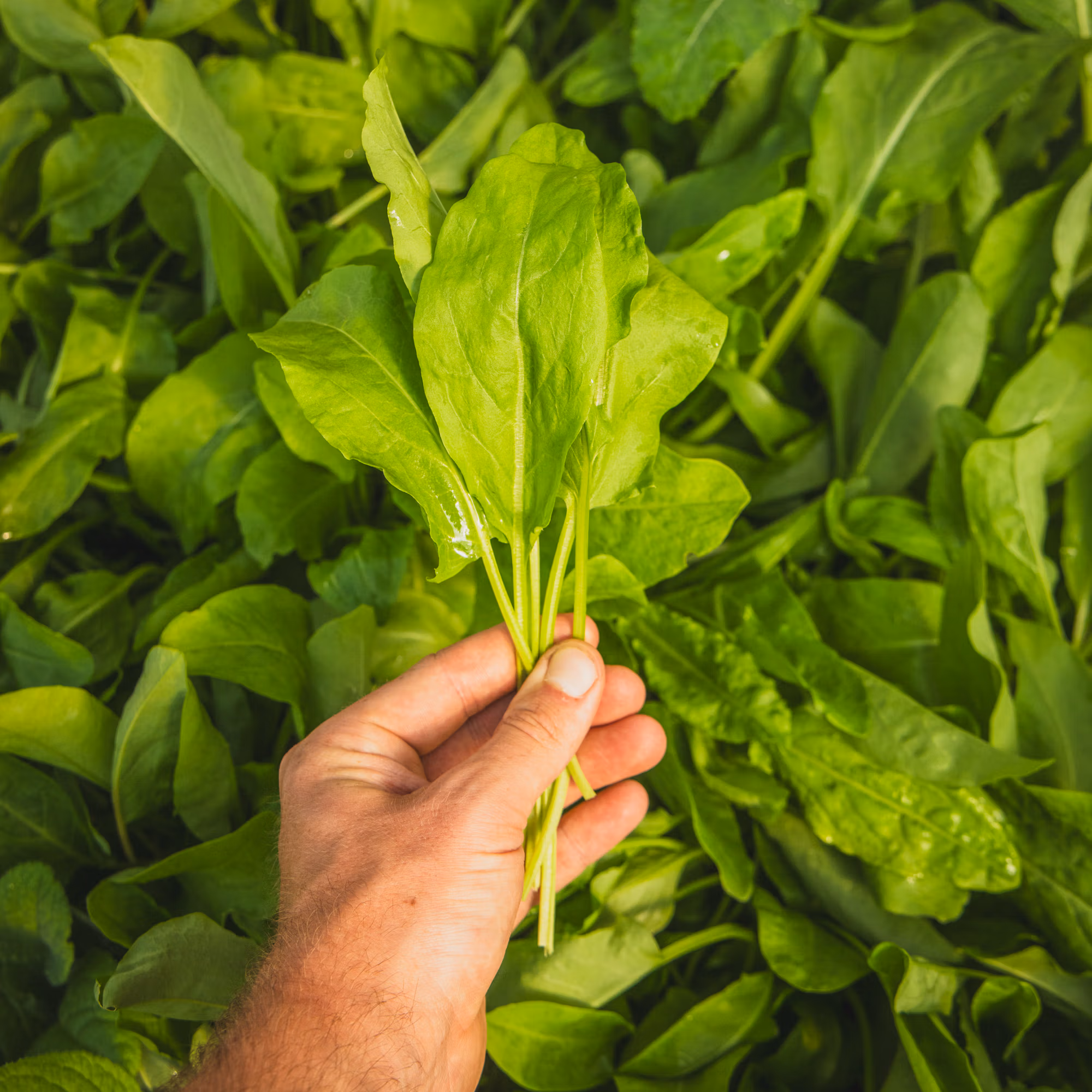 Belleville Sorrel Perennial (Culinary Citrusy Leaves)
