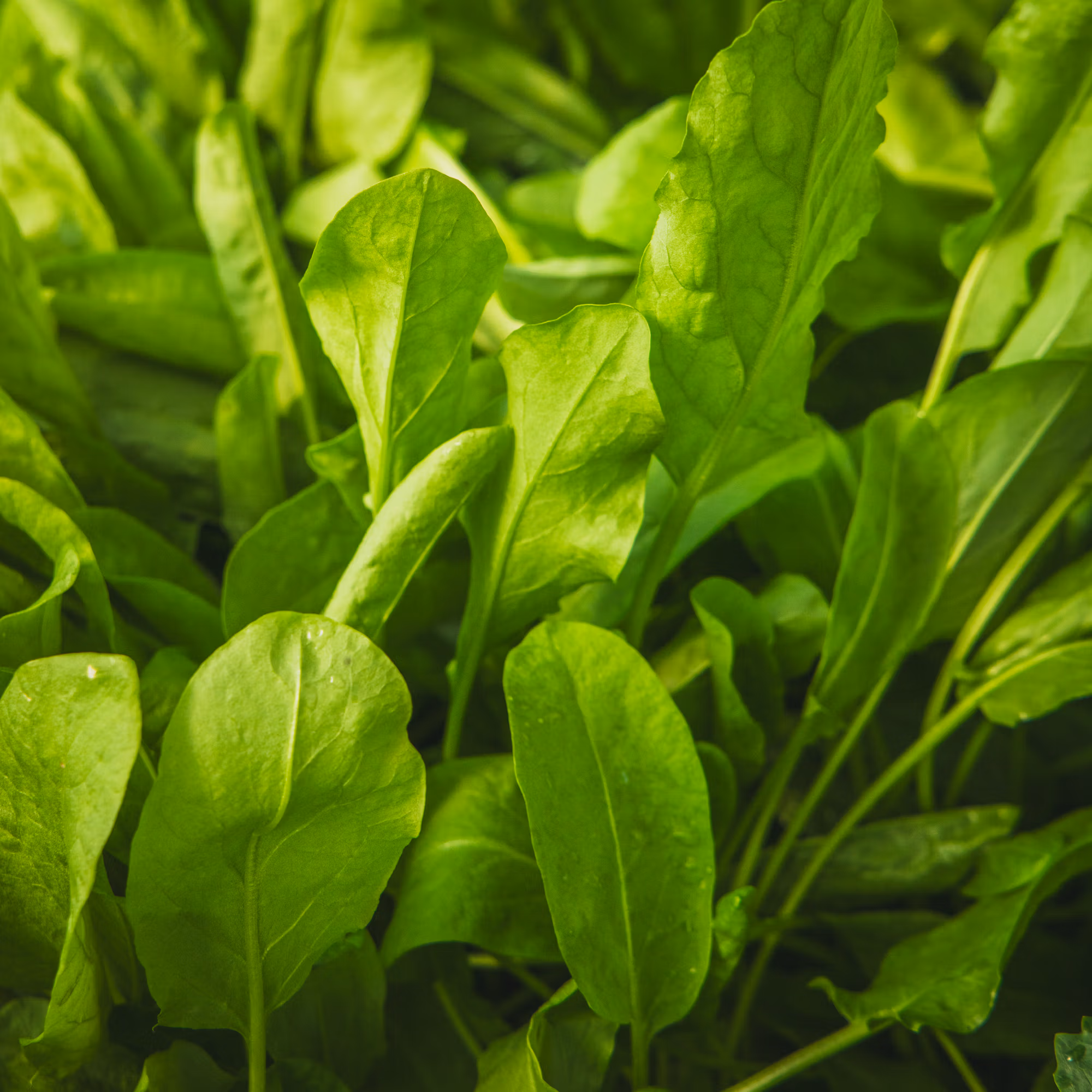 Belleville Sorrel Perennial (Culinary Citrusy Leaves) - Image 2