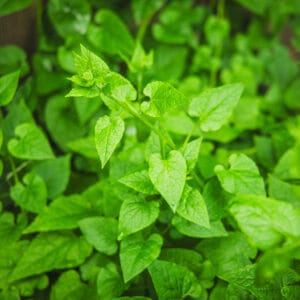 Caucasian Spinach (Climbing Perennial Spinach)