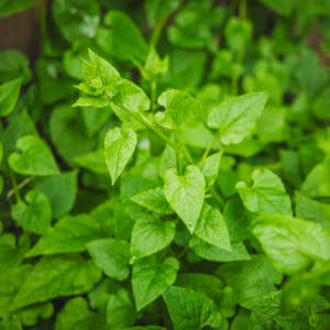 Caucasian Spinach (Climbing Perennial Spinach)