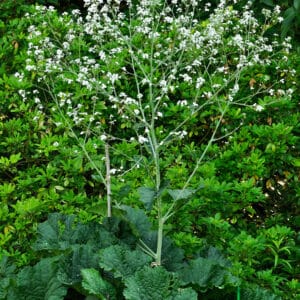 Flowering Sea Kale