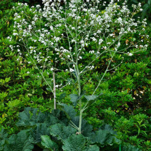 Flowering Sea Kale
