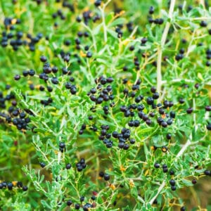 Black Goji Berry 'Big Black'