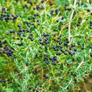 Black Goji Berry 'Big Black'