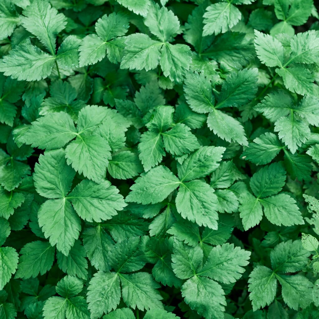 Mitsuba (Japanese Perennial Herb)