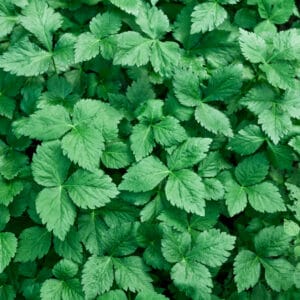 Mitsuba | Japanese Perennial Herb