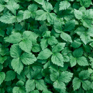 Mitsuba (Japanese Perennial Herb)