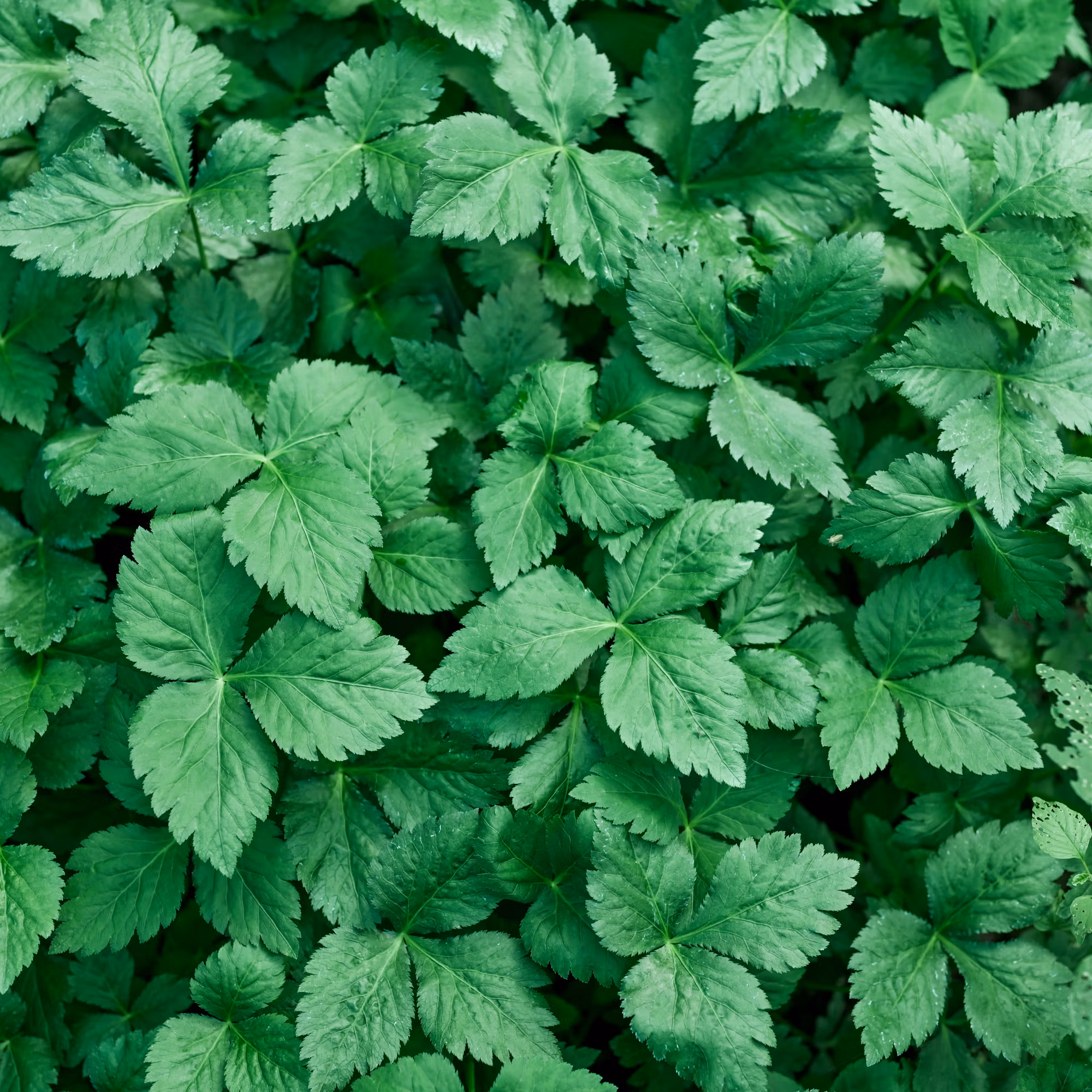 Mitsuba (Japanese Perennial Herb)