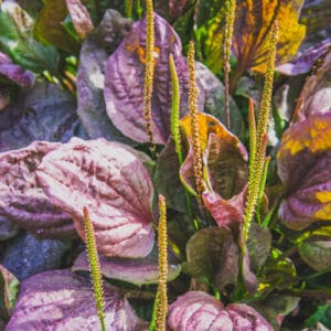 Plantain 'Purple Perversion'