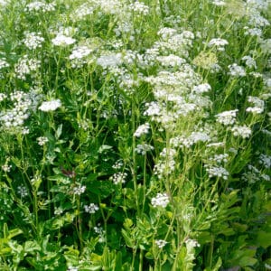 Skirret (Ancient Root Vegetable)