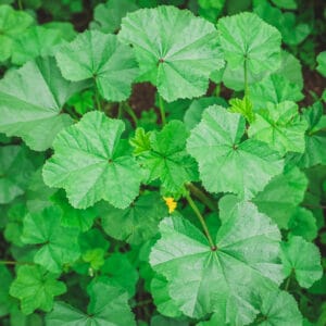 Vegetable Mallow (Productive Leafy Green)