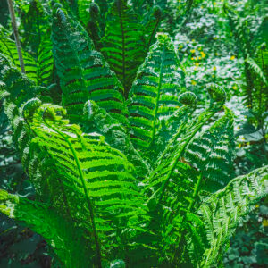 Ostrich Fern (Edible Fiddleheads, Woodland Perennial)