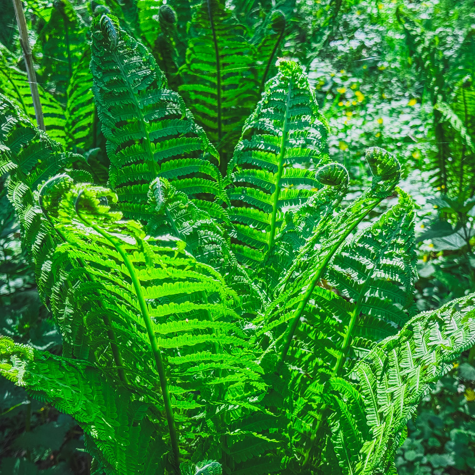 Ostrich Fern (Edible Fiddleheads, Woodland Perennial)