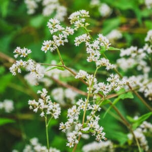 Perennial Buckwheat (Edimental Leaf Crop)