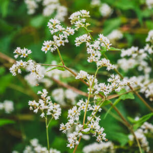 Perennial Buckwheat (Edimental Leaf Crop)