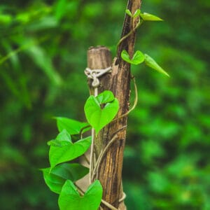 Dioscorea polystachya or Chinese yam