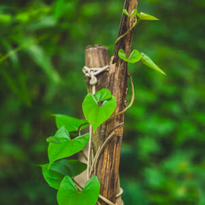 Dioscorea polystachya or Chinese yam