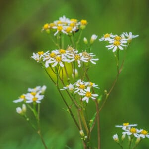 Korean Aster 'Chamchwi'