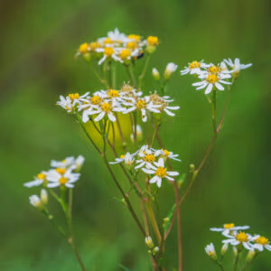 Korean Aster 'Chamchwi'