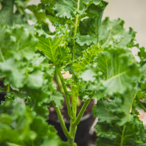 Pentland Brig Kale