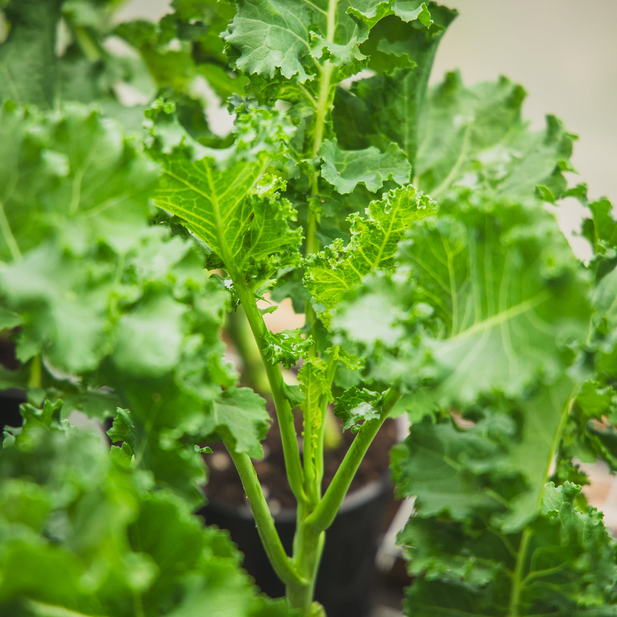 Pentland Brig Kale