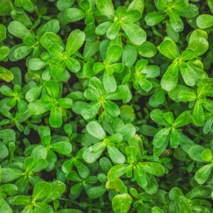 Purslane plants: Portulaca oleracea common purslane, verdolaga, red root