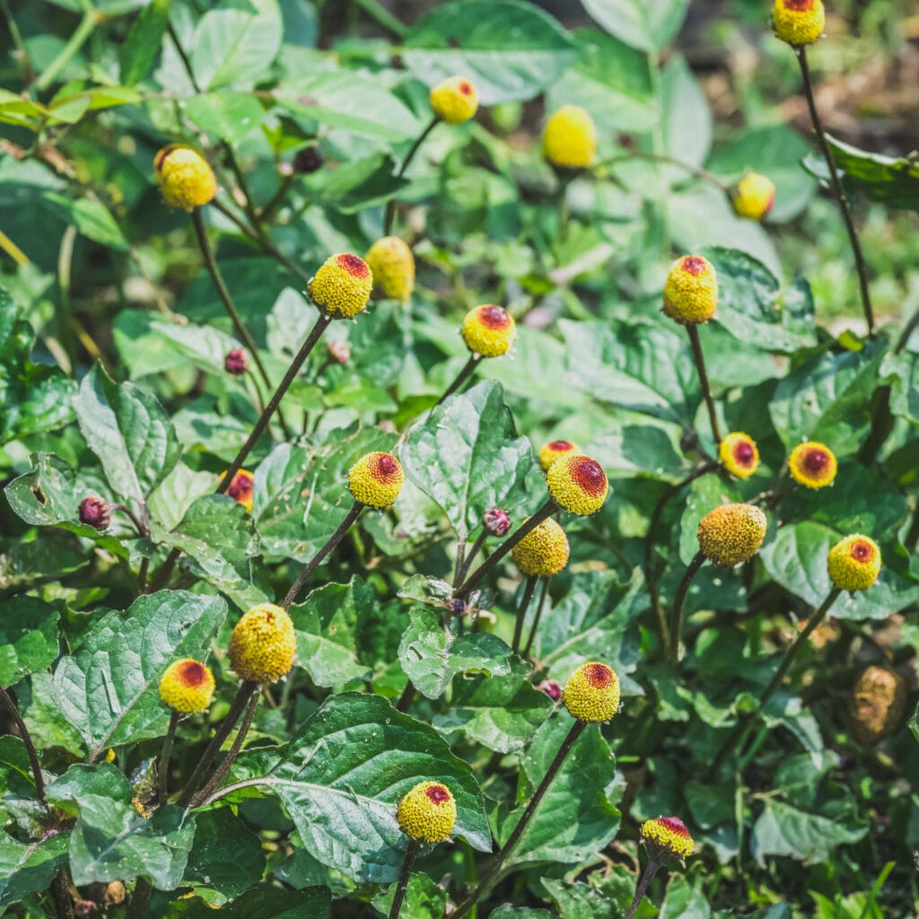 Toothache Plant (Unusual Edible)