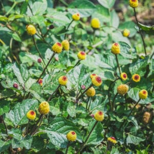 Beautiful Toothache plant (Acmella oleracea) flowers.