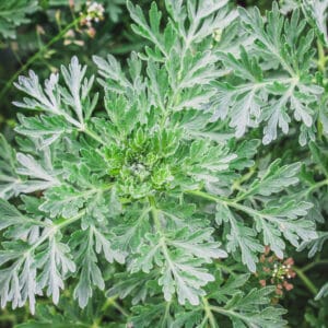 Bitter wormwood (Artemisia absinthium) bush grows in nature
