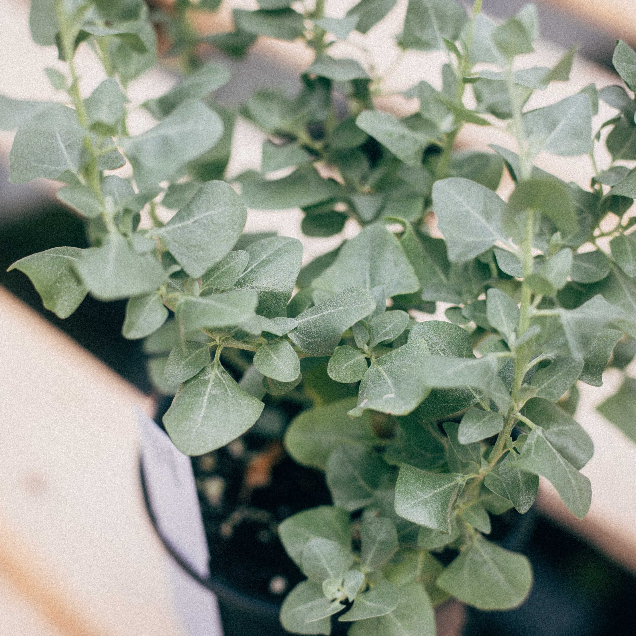 Saltbush / Sea Orache ( Year Round Harvest)