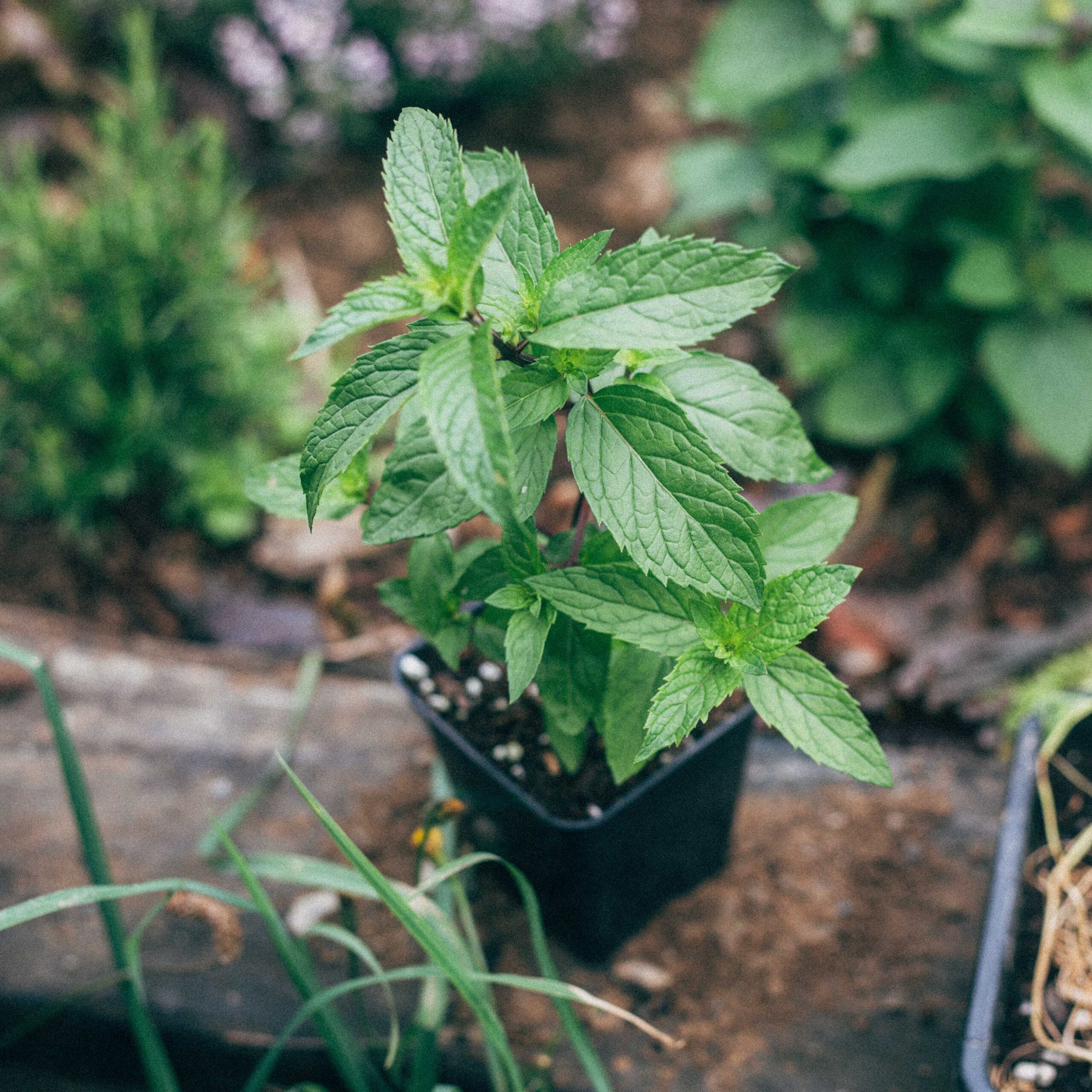 Thai Mint
