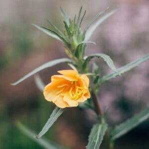 Evening Primrose 'Sunset Boulevard' (Edible Flowers)