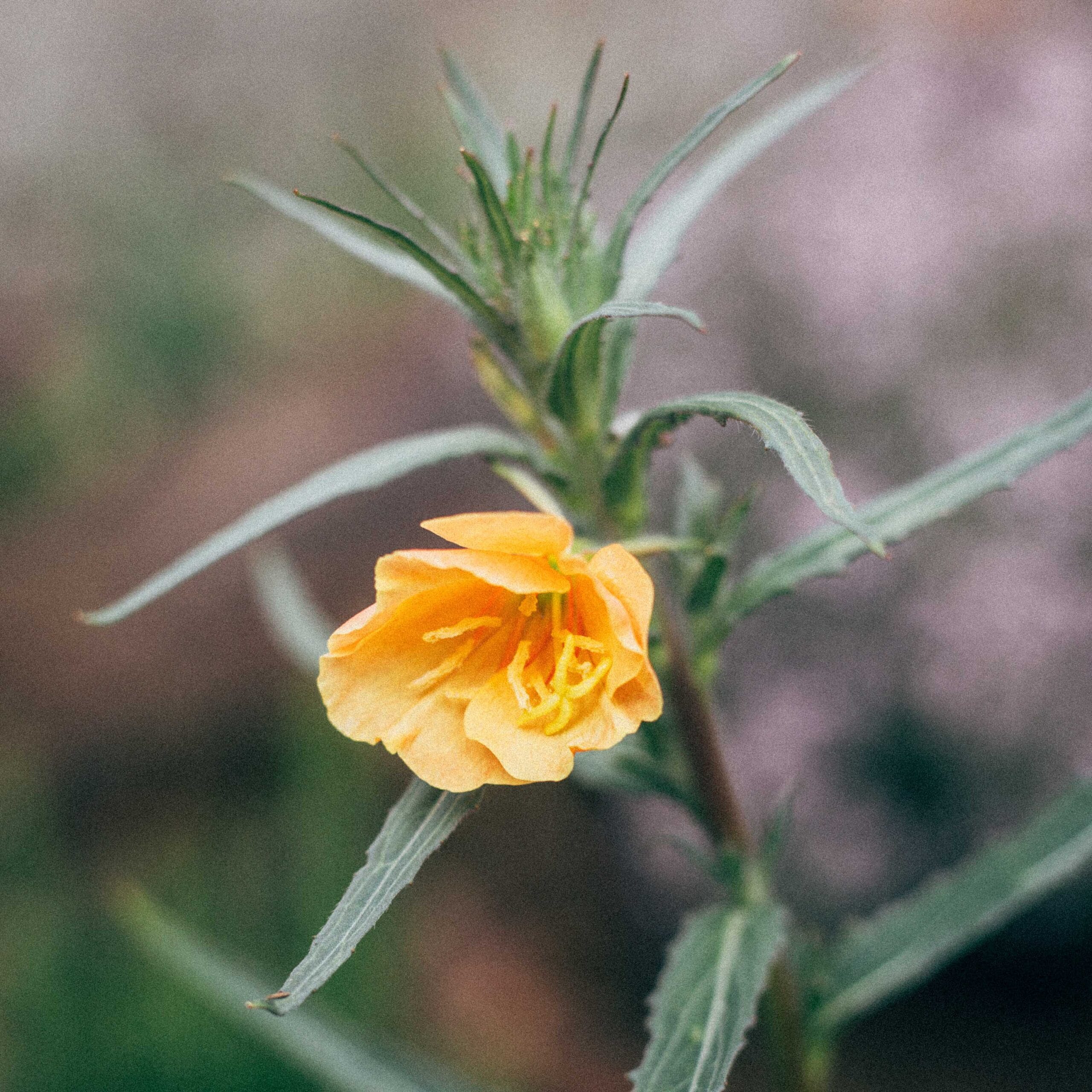 Evening Primrose 'Sunset Boulevard' (Edible Flowers)