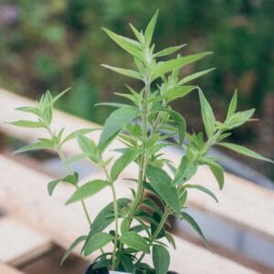 Mountain Mint (Clump forming)